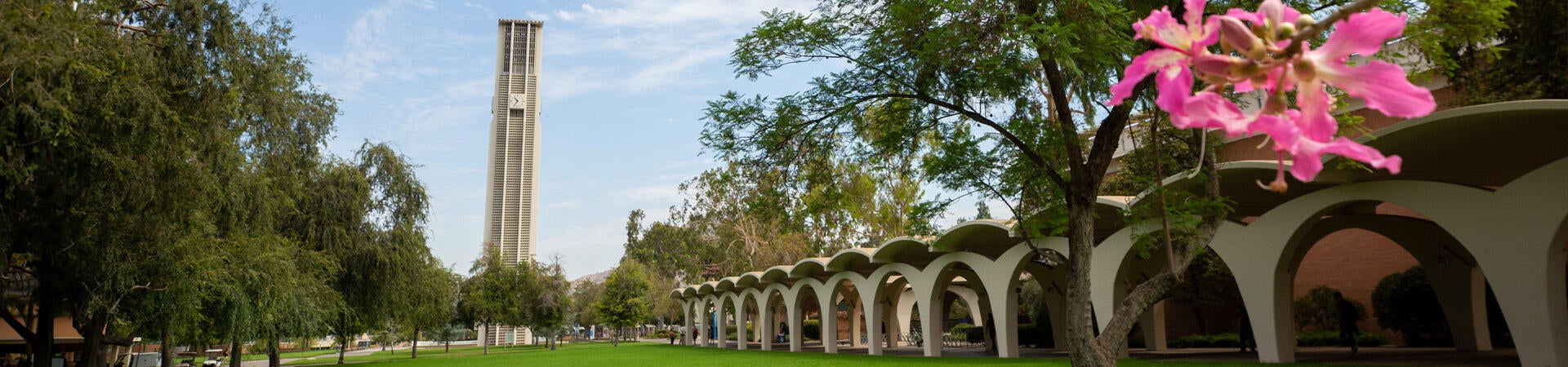 A view of the Bell Tower on the UCR campus with the Rivera Library arches to the right and a pink flower peeking in from the upper right corner.