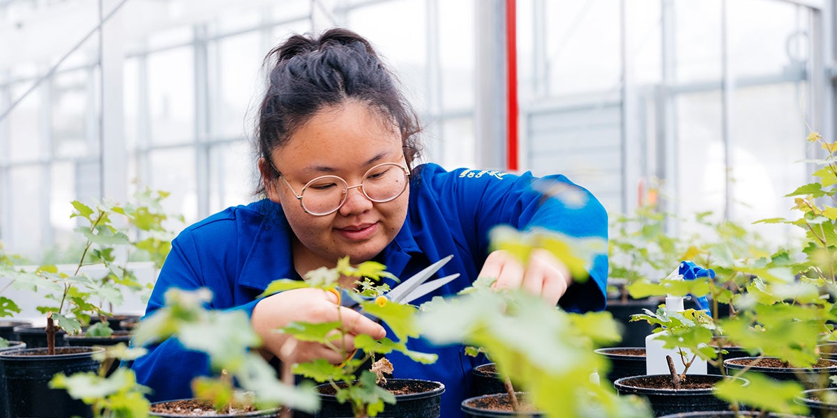 UC Riverside student in a greenhouse examining plants