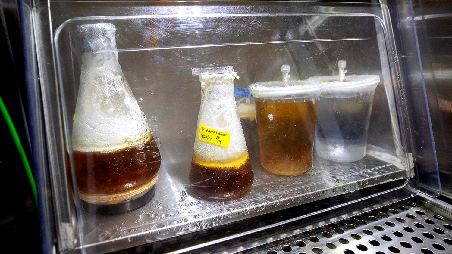 Mushrooms growing in the lab of Robert Jinkerson, Associate Professor, Chemical Environmental Engineering Dept.