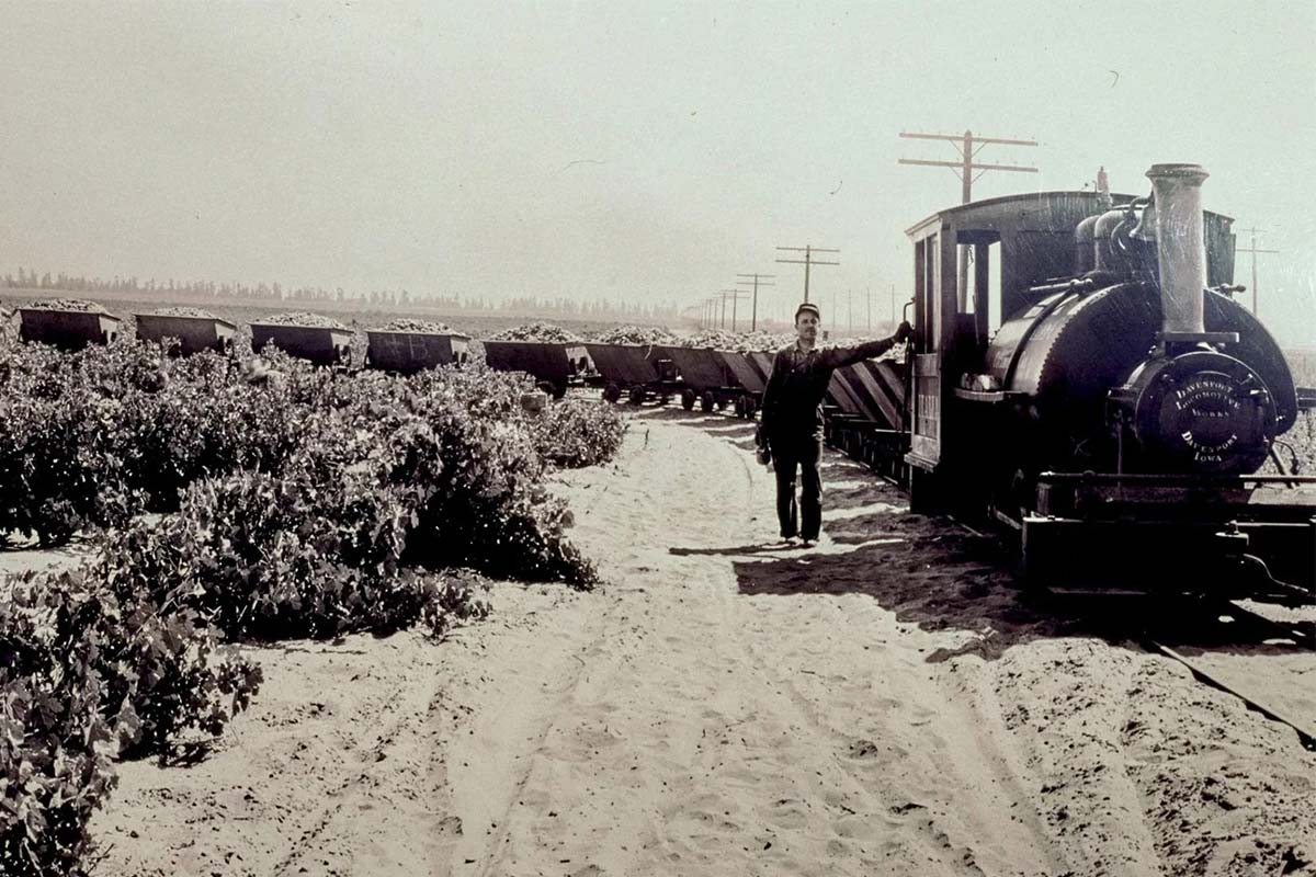 Vineyards once spanned from Mira Loma to Rancho Cucamonga, occupying over 20,000 acres by 1917.