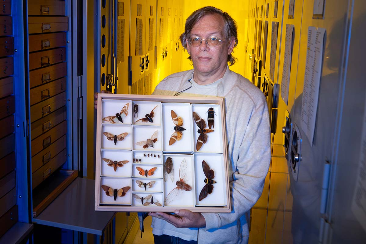 Senior Museum Scientist Doug Yanega holds a collection of South East Asian cicadas at the Entomology Research Museum at UC Riverside