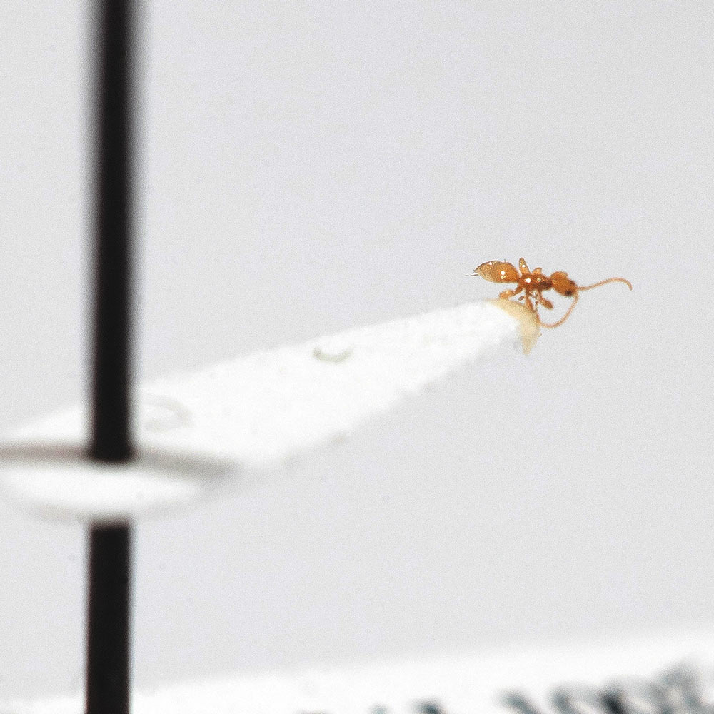 A microscopic woop, a recently discovered new species at Entomology Research Museum at UC Riverside.