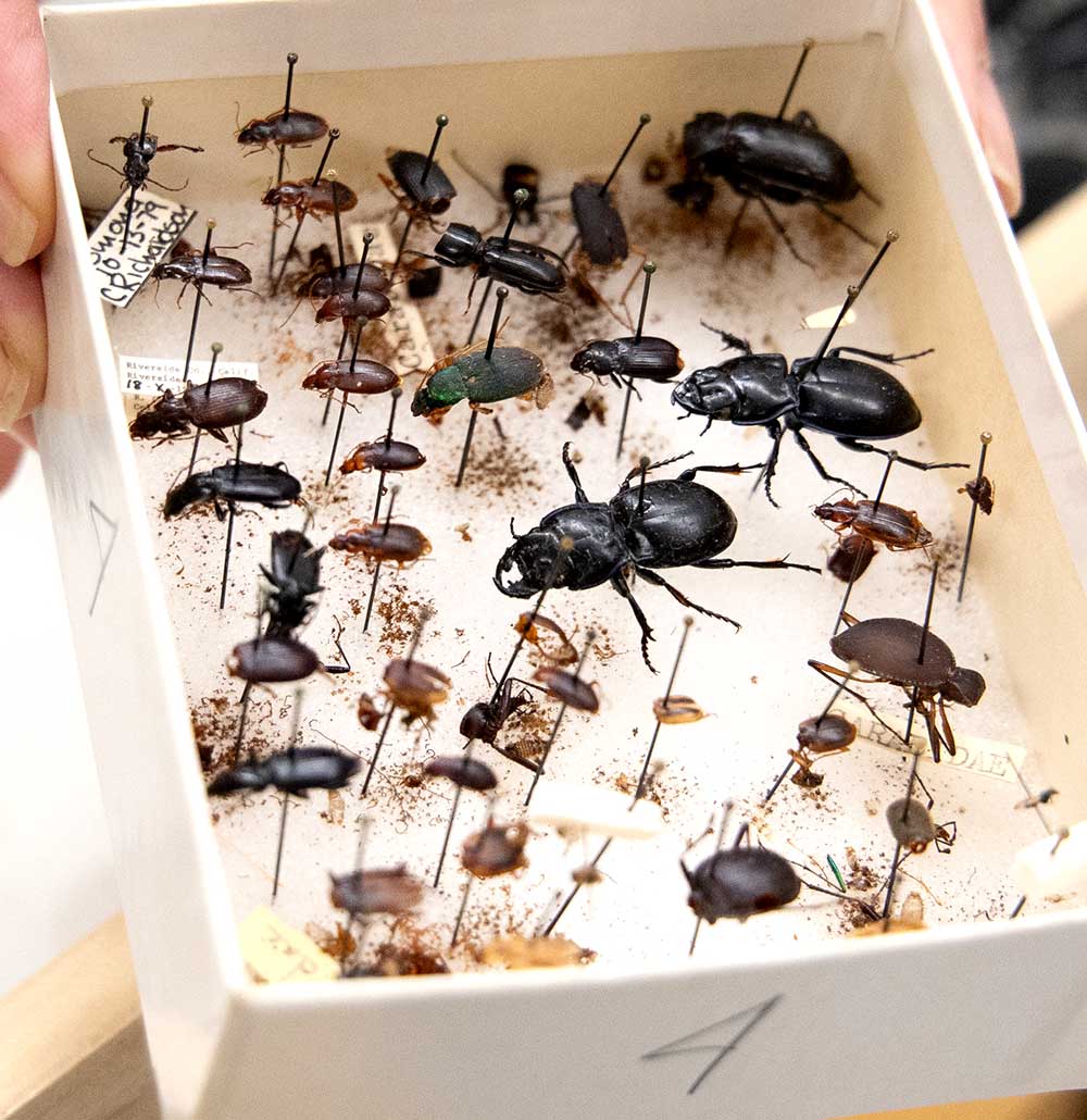 Senior Museum Scientist Doug Yanega holds a collection of specimens damaged by carpet beetles at the Entomology Research Museum at UC Riverside.