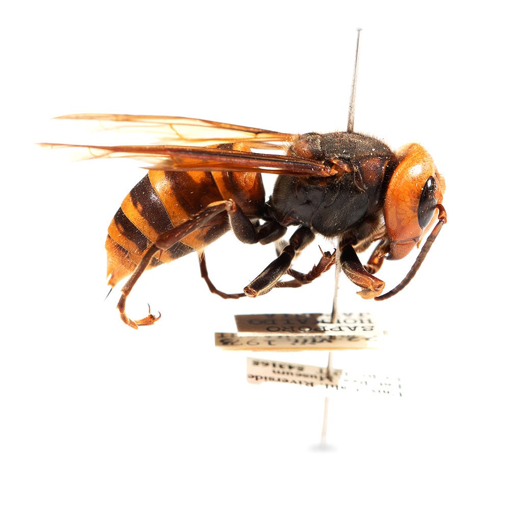 A murder hornet, aka, “Northern Giant Hornet” at Entomology Research Museum at UC Riverside.