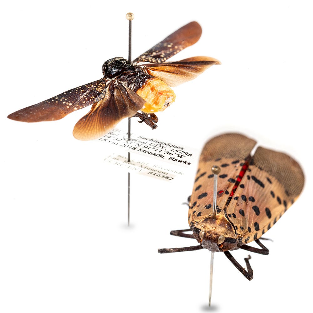 An undescribed plant hopper and a spotted lantern fly at Entomology Research Museum at UC Riverside.