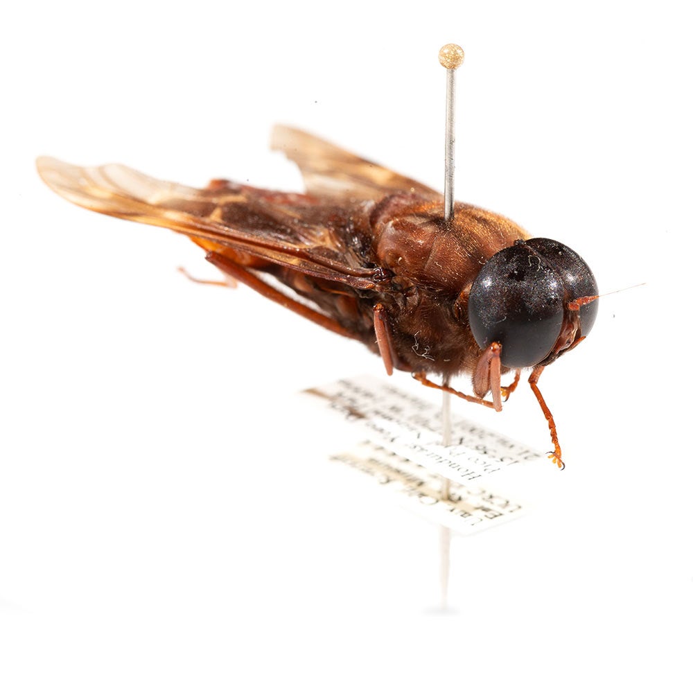 A timber fly at Entomology Research Museum at UC Riverside.