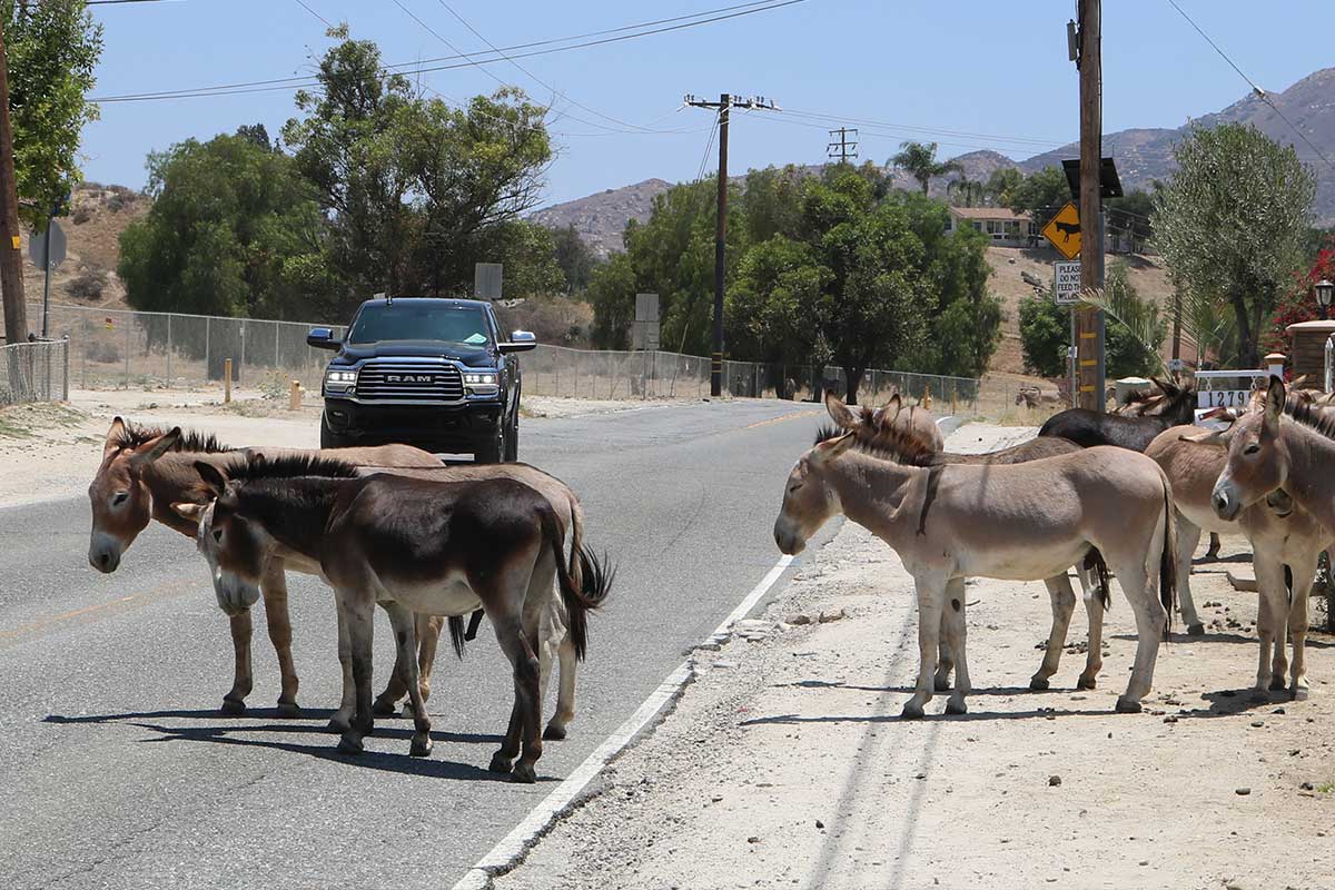 Wild burros crossing the winding road through Reche Canyon.
