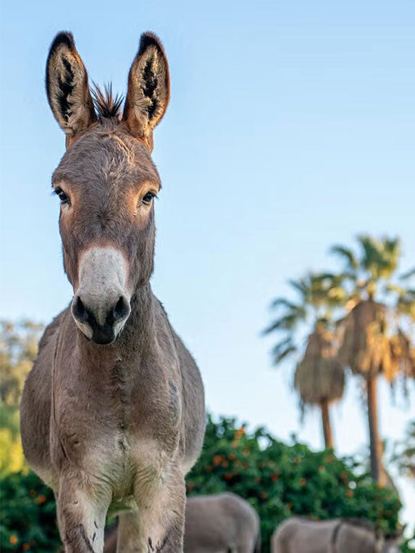 Photo of a campus burro from first-year business student Dennis Cha.