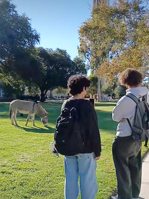 Students watch burros gather on the Pierce Lawn at UCR.