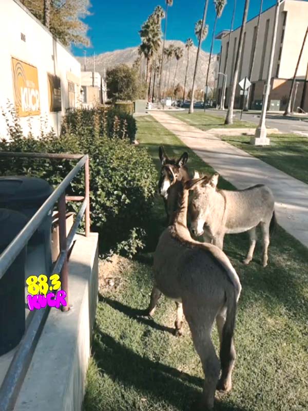 Burros photographed next to KUCR building.