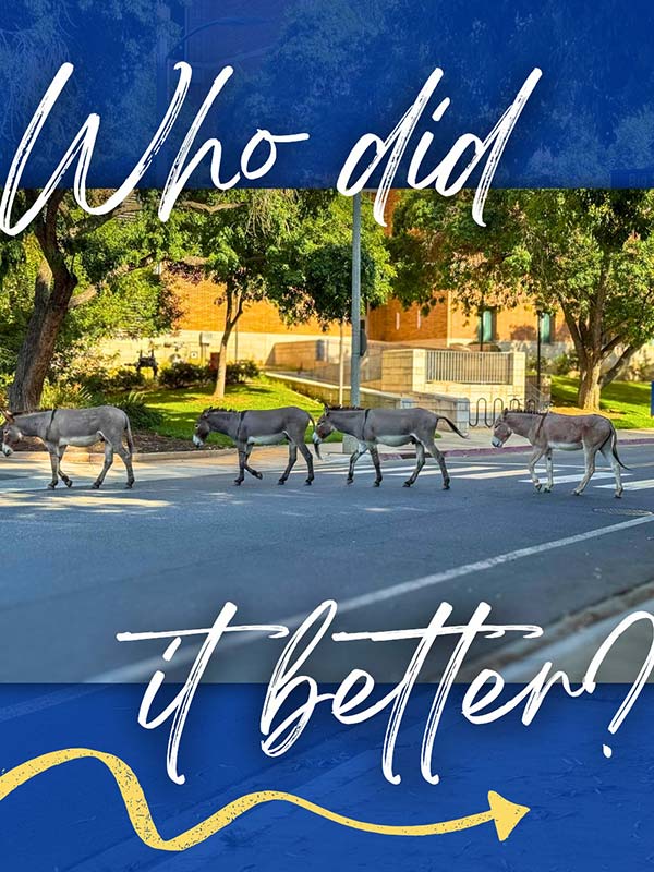 'Who Did It Better' picture of burros at crosswalk in UCR.