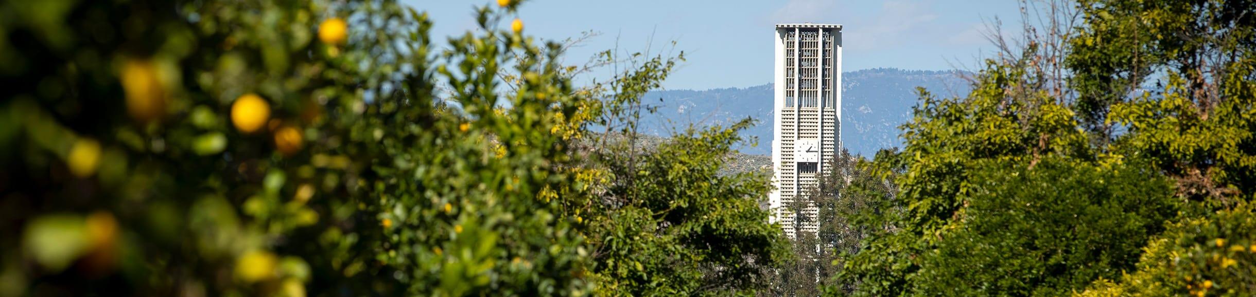 Bell tower behind UCR citrus trees