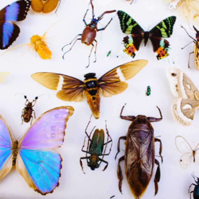 Bugs in entomology