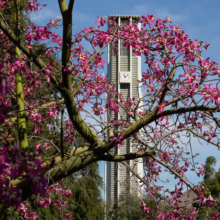 Campus trees in bloom