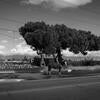 A man on horseback rides past a dismantled neighborhood on Jurupa Ave. in Bloomington.