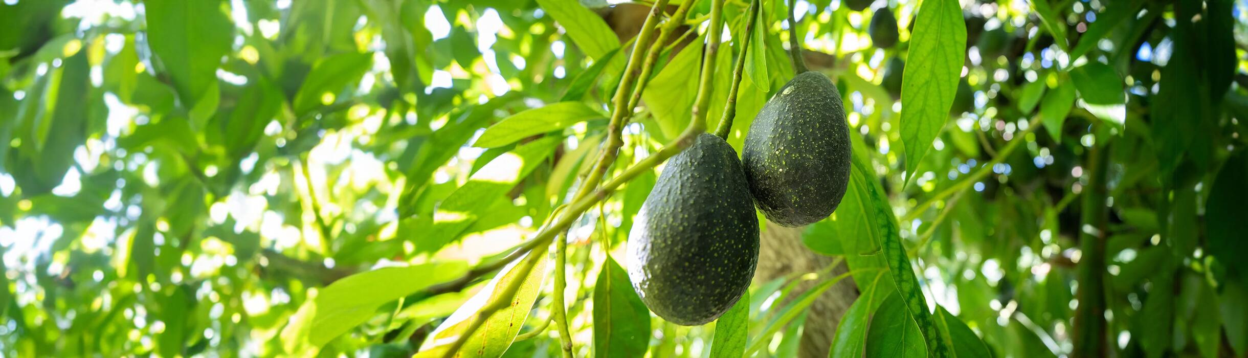 Luna UCR™ Avocado