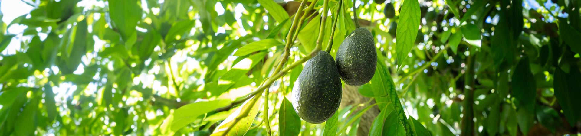Luna Avocado