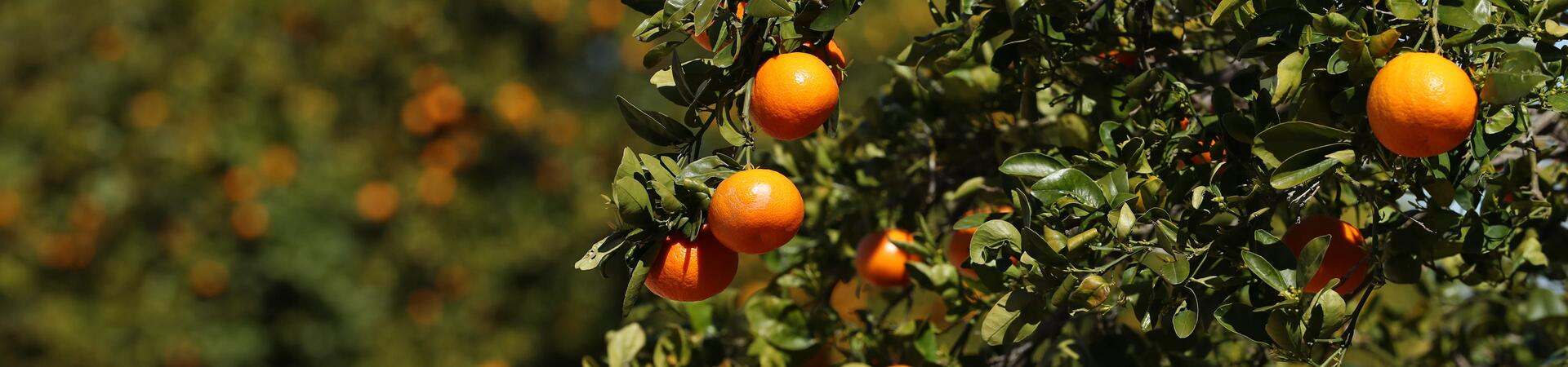 UCR Citrus