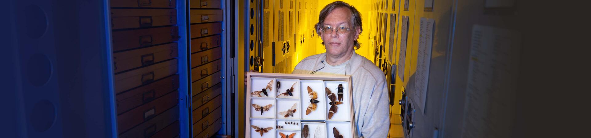 Senior Museum Scientist Doug Yanega holds a collection of South East Asian cicadas at the Entomology Research Museum at UC Riverside.